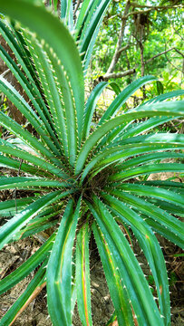 Aloe aculeata. Prickly Aloe grows on the sandy shore of the island of Borneo