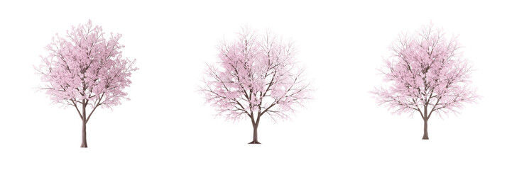 Cherry blossom tree isolated on white background, standing on white floor &ndash; Prunus serrulata, Sakura (桜), Japanese cherry, ornamental flowering tree, spring blossom, garden cherry tree, ornamental