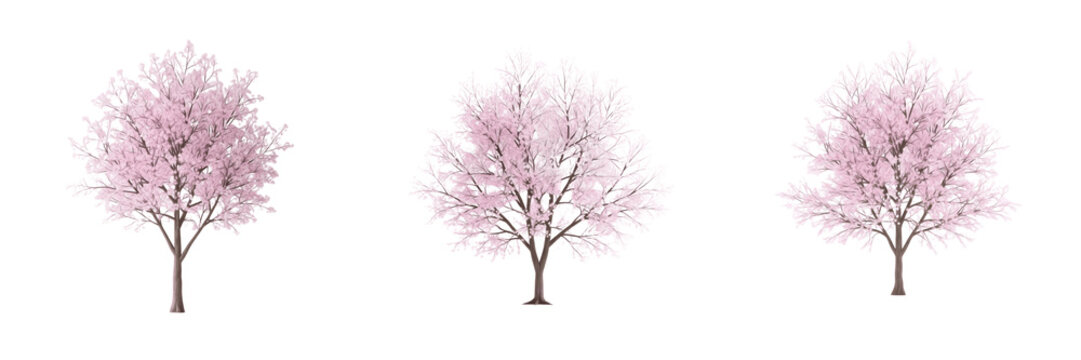 Cherry blossom tree isolated on white background, standing on white floor &ndash; Prunus serrulata, Sakura (桜), Japanese cherry, ornamental flowering tree, spring blossom, garden cherry tree, ornamental