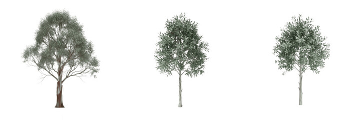 Eucalyptus tree isolated on white background, standing on white floor – Eucalyptus spp., silver dollar tree, aromatic eucalyptus, ornamental eucalyptus, Australian tree, tropical eucalyptus © Tippu