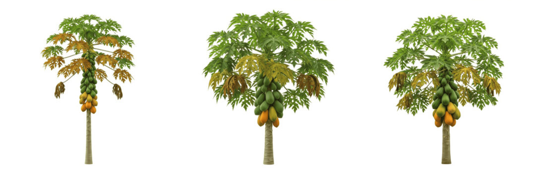 Papaya tree isolated on white background, standing on white floor &ndash; Carica papaya, tropical papaya, edible fruit tree, ornamental papaya, garden papaya, papaya leaves, papaya trunk, tropical fruit