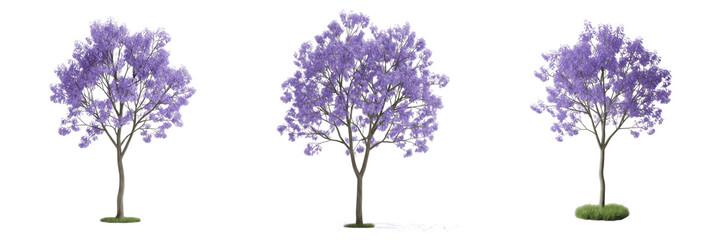 Obraz premium Jacaranda tree isolated on white background, standing on white floor – Jacaranda mimosifolia, tropical jacaranda, flowering jacaranda, ornamental jacaranda, garden jacaranda, jacaranda leaves, jacaran