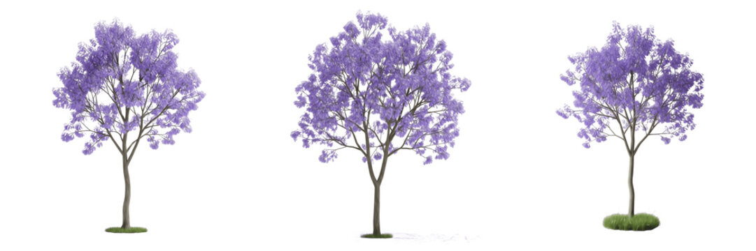Jacaranda tree isolated on white background, standing on white floor &ndash; Jacaranda mimosifolia, tropical jacaranda, flowering jacaranda, ornamental jacaranda, garden jacaranda, jacaranda leaves, jacaran