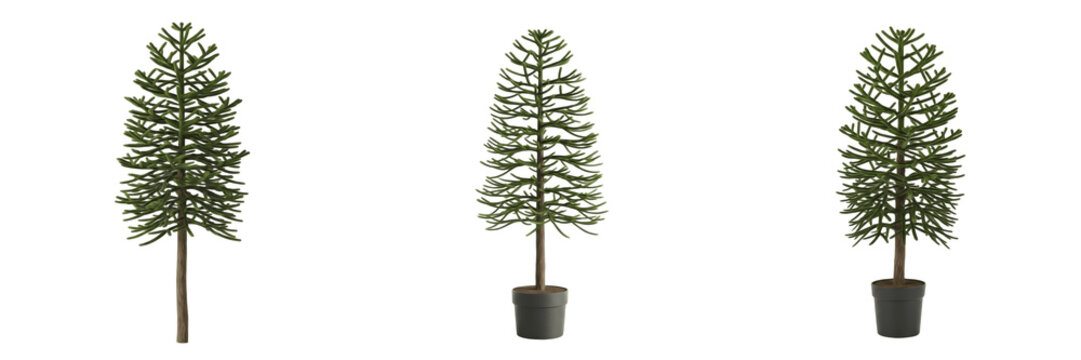 Monkey puzzle tree isolated on white background, standing on white floor &ndash; Araucaria araucana, Chilean pine, evergreen ornamental tree, tropical Araucaria, monkey puzzle leaves, monkey puzzle trunk