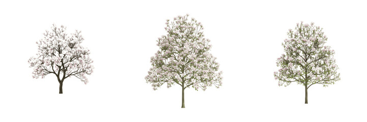 Obraz premium Magnolia tree isolated on white background, standing on white floor – Magnolia spp., flowering magnolia, ornamental magnolia, temperate tree, magnolia leaves, magnolia trunk, garden magnolia, magnolia