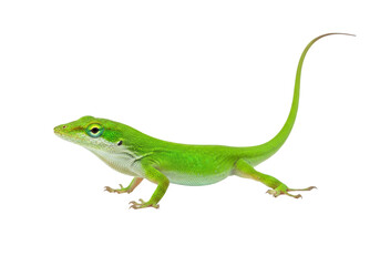 Fototapeta premium a vibrant, bright green anole lizard, captured in 3/4 view mid-movement, showcasing detailed scales on a transparent background with copy space, appreciation for natural wildlife