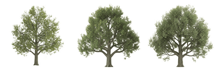 Obraz premium Cottonwood tree isolated on white background, standing on white floor – Populus deltoides, temperate cottonwood, ornamental cottonwood, deciduous tree, garden cottonwood, cottonwood leaves, cottonwood