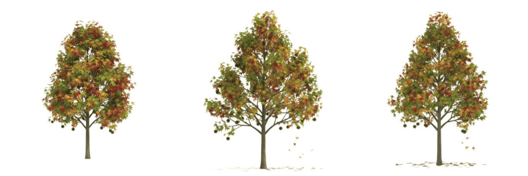 Sweetgum tree isolated on white background, standing on white floor &ndash; Liquidambar styraciflua, temperate sweetgum, ornamental sweetgum, deciduous tree, garden sweetgum, sweetgum leaves, sweetgum trunk