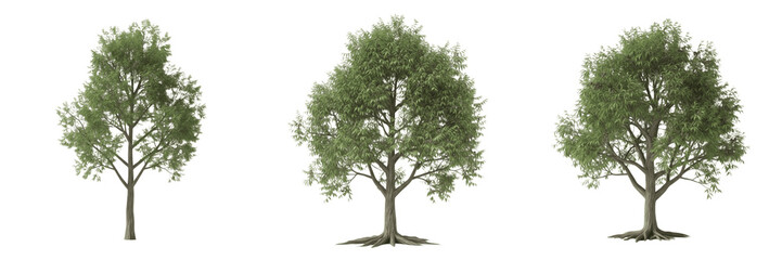 Obraz premium Pecan tree isolated on white background, standing on white floor – Carya illinoinensis, temperate pecan, ornamental pecan, deciduous tree, nut tree, pecan leaves, pecan trunk, pecan tree photography