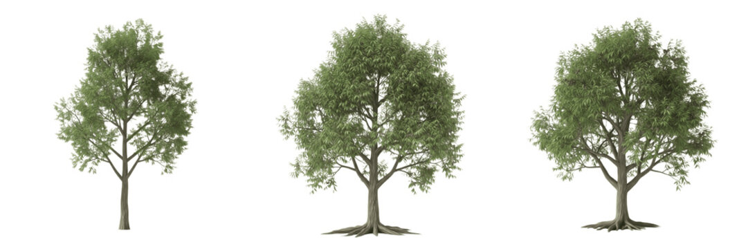 Pecan tree isolated on white background, standing on white floor &ndash; Carya illinoinensis, temperate pecan, ornamental pecan, deciduous tree, nut tree, pecan leaves, pecan trunk, pecan tree photography