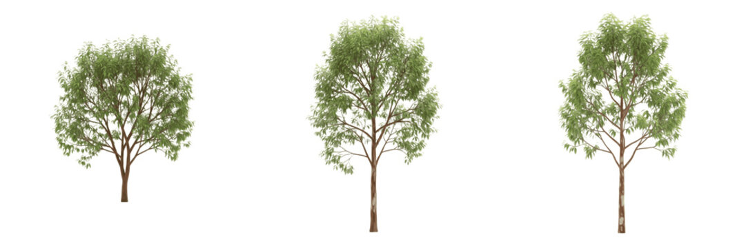 Cinnamon tree isolated on white background, standing on white floor &ndash; Cinnamomum verum, tropical cinnamon, spice tree, ornamental cinnamon, evergreen tree, cinnamon leaves, cinnamon trunk, cinnamon