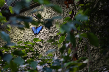 Vibrant blue morpho butterfly resting on a textured concrete wall, surrounded by green tropical leaves in a zoo enclosure. Concept of exotic biodiversity and nature conservation © Volha