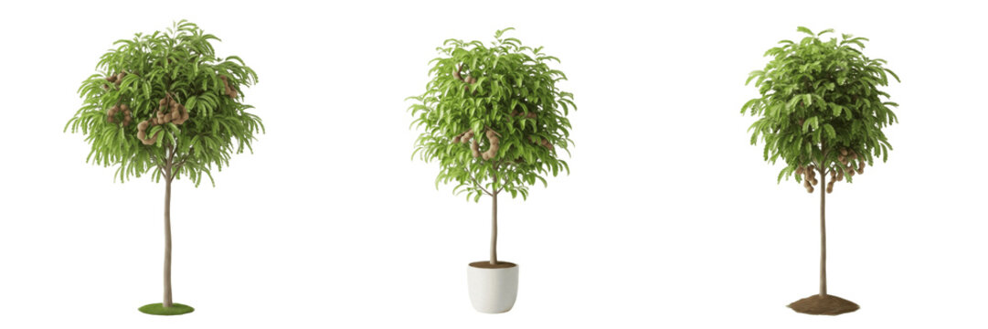 Tamarind tree isolated on white background, standing on white floor &ndash; Tamarindus indica, tropical tamarind, ornamental tamarind, fruit tree, evergreen tree, tamarind leaves, tamarind trunk, tamarind