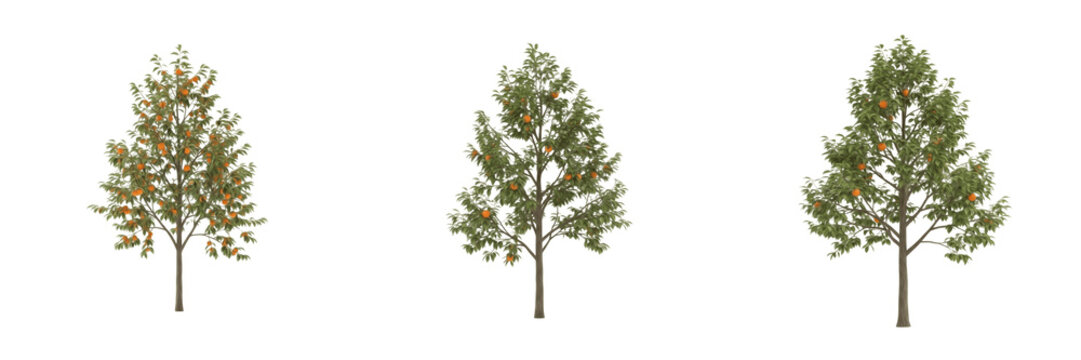 Persimmon tree isolated on white background, standing on white floor &ndash; Diospyros spp., tropical and temperate persimmon, ornamental persimmon tree, fruit tree, persimmon leaves, persimmon trunk