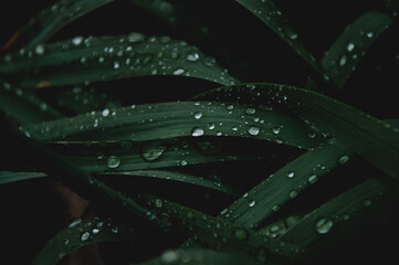 Close-Up of Raindrops on Dark Green Plant Leaves © Roman Tymochko
