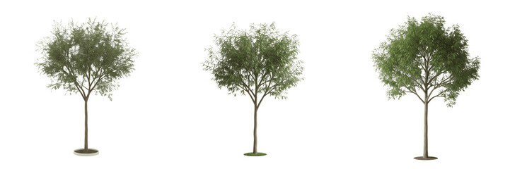 Obraz premium Mesquite tree isolated on white background, standing on white floor – Prosopis spp., desert mesquite, ornamental mesquite tree, arid tree, deciduous desert tree, mesquite leaves, mesquite trunk