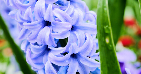 Purple flowers bloom in a garden during springtime with green leaves surrounding them
