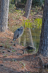 Blue Heron standing by a lake, framed by tree trunks; portrait orientation.