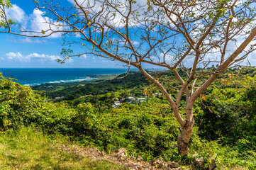 Obraz premium A view past a tree from Horse Hill towards the Atlantic coast in Barbados in January