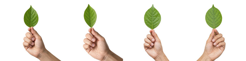 Set and collection of human hands holding fresh vibrant green leaves isolated on white transparent PNG background