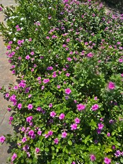 Fototapeta premium pink flowers in the garden