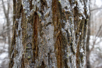Obraz premium Frozen Tree Bark Covered with Ice - Winter Texture Close Up