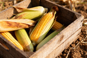Freshly harvested corn cobs in rustic wooden box on soil background