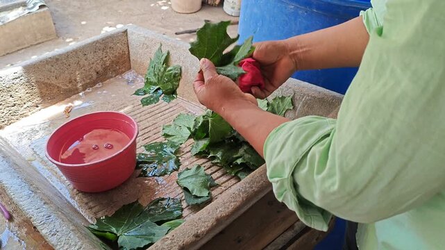 Hands washing and cleaning fresh chaya leaves