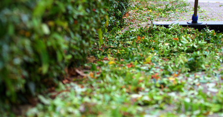 Obraz premium Leaves are being gathered along a sidewalk in a residential area during the early afternoon hours of a cool autumn day