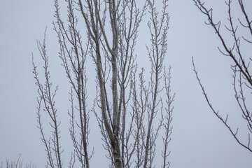 Bare Winter Tree Branches Against Grey Sky - Cold Season Minimal Background