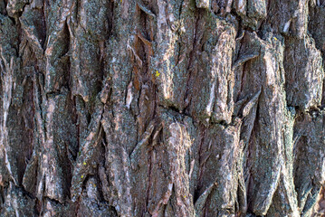 The texture of the bark of an old willow.