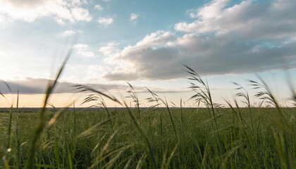 Obraz premium Tranquil Landscape with Grass Under Blue Sky and Soft Clouds