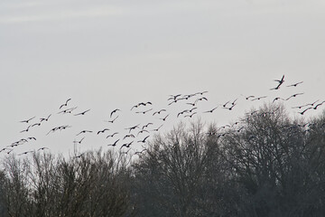 Obraz premium formatian of canada geese flying over bare tree tops - Branta canadensis 
