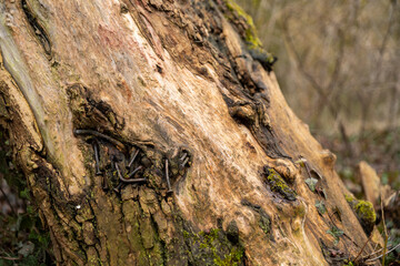 Human interference in nature concept © Sławomir