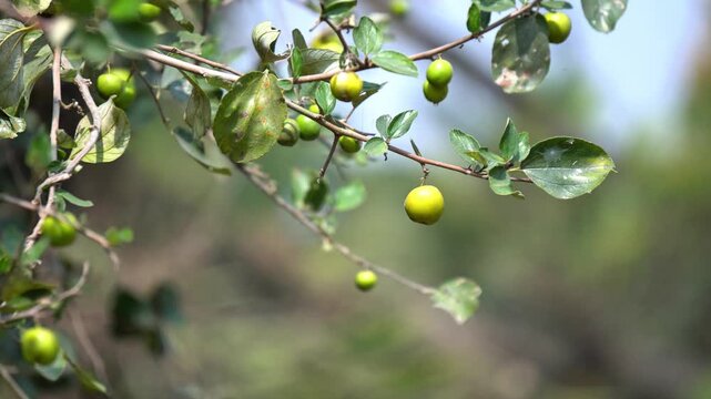 Tropical Ber Fruit Branch with Natural Light. Young Jujube Fruit Cluster on Branch.