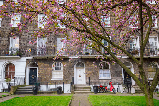 Cherry Blossom Tree Framing Georgian Terrace Houses and Red Scooter in London Spring Neighborhood