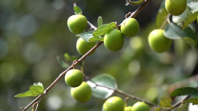 Unripe Green Jujube Fruits on Branch with Soft Bokeh Natural Background. Young Indian Jujube Fruits Developing on Branch Tropical Orchard Scene. Fresh Ber Fruit Cluster Growing on Tree .