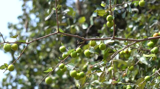 Unripe Green Jujube Fruits on Branch Ziziphus Mauritiana Tree Close Up. Fresh Ber Fruits Growing on Tree in Natural Sunlight. Young Ber Fruits Developing on Tree with Leaves.