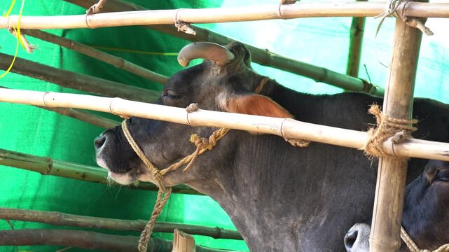 Indian Cow Resting in Rural Cattle Shed Traditional Dairy Farming Scene. Domestic Cow in Village Barn Livestock Agriculture Rural India.Village Dairy Cow in Cattle Shed.