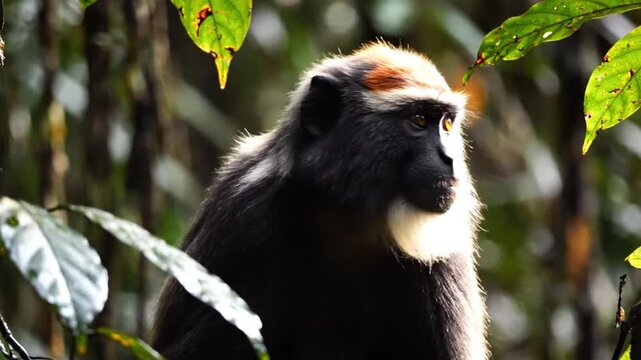 Red-capped mangabey monkey peering through green leaves in a forest