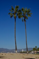 palm trees on the beach
