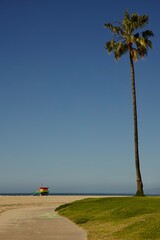lifeguard station and solitary palm tree