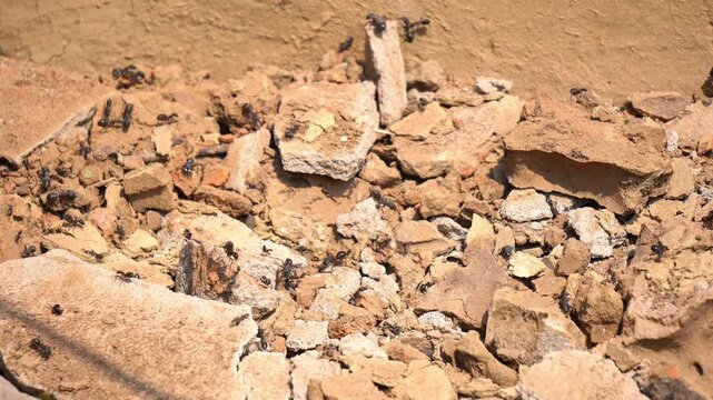 Large Black Ant Biting Skin Macro Insect Behavior Footage. Painful Ant Bite on Human Leg Carpenter Ant Close View. Carpenter Ant Biting Human Leg.