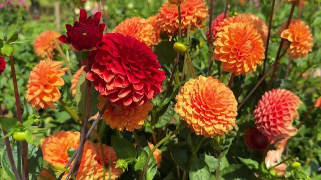 Colorful Dahlia Mix blooms  in rustic garden in sunny background. 