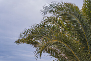 Naklejka premium Close-up image of tropical palm leaves in the background of blue sky