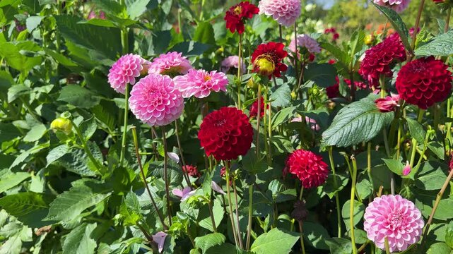 Colorful Dahlia Mix blooms  in rustic garden in sunny background. 