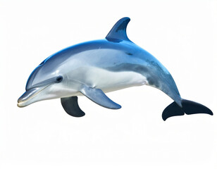 Fototapeta premium Dolphin, Playful Marine Mammal over White Background