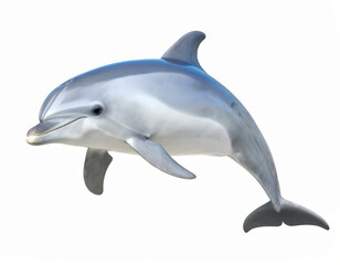 Obraz premium Dolphin, Playful Marine Mammal over White Background