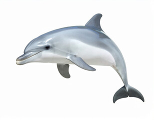 Dolphin, Playful Marine Mammal over White Background