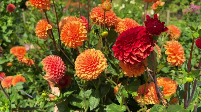 Colorful Dahlia Mix blossoms  in rustic garden in sunny background. 